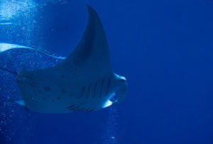 manta-ray
