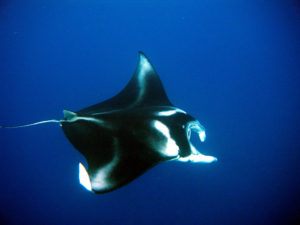 manta-rays