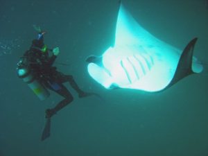 swimming with manta rays