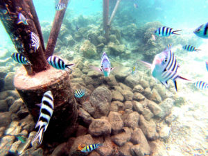 Swimming on a Fiji Holiday